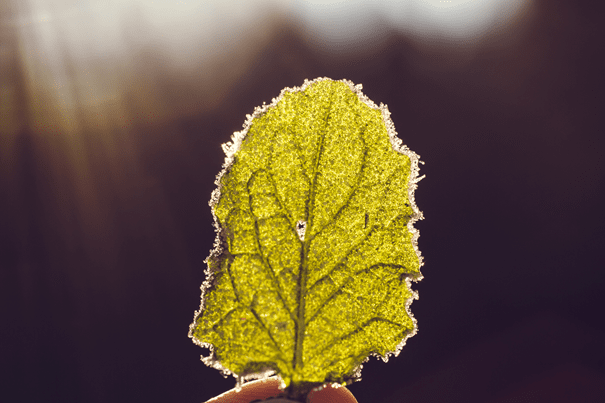 feuille arbre