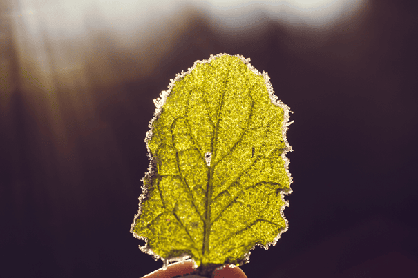 feuille arbre