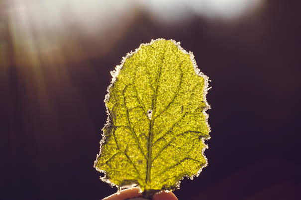 feuille arbre